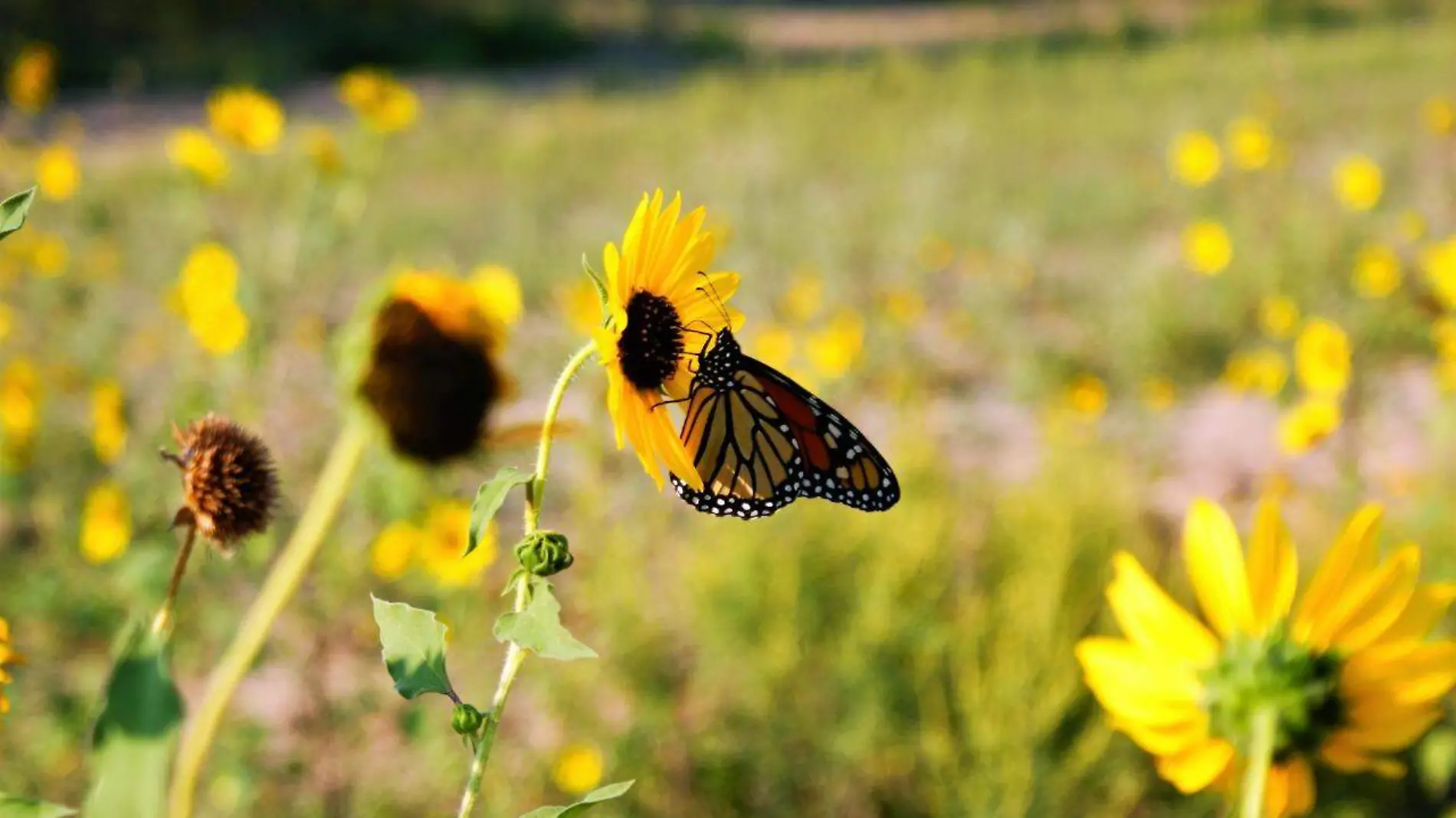 mariposa (5)